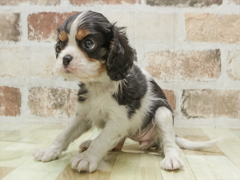 岡山県のキャバリアキングチャールズスパニエル (ワンラブアリオ倉敷店/2025年11月11日生まれ/女の子/トライカラー)の子犬の2枚目の画像