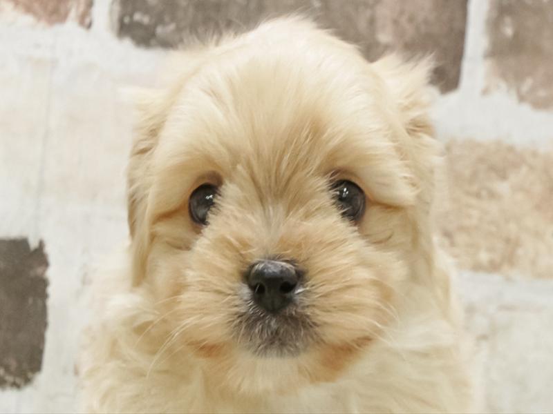 愛知県のポメズー/ポメシーズ(ポメラニアン×シーズー) (ワンラブ名古屋守山インター総本店/2025年11月9日生まれ/男の子/クリーム)の子犬の1枚目の画像