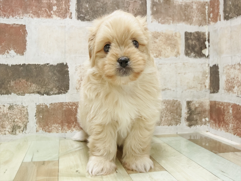 愛知県のポメズー/ポメシーズ(ポメラニアン×シーズー) (ワンラブ名古屋守山インター総本店/2025年11月9日生まれ/男の子/クリーム)の子犬の3枚目の画像