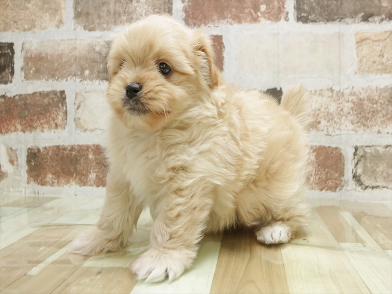 愛知県のポメズー/ポメシーズ(ポメラニアン×シーズー) (ワンラブ名古屋守山インター総本店/2025年11月9日生まれ/男の子/クリーム)の子犬の2枚目の画像