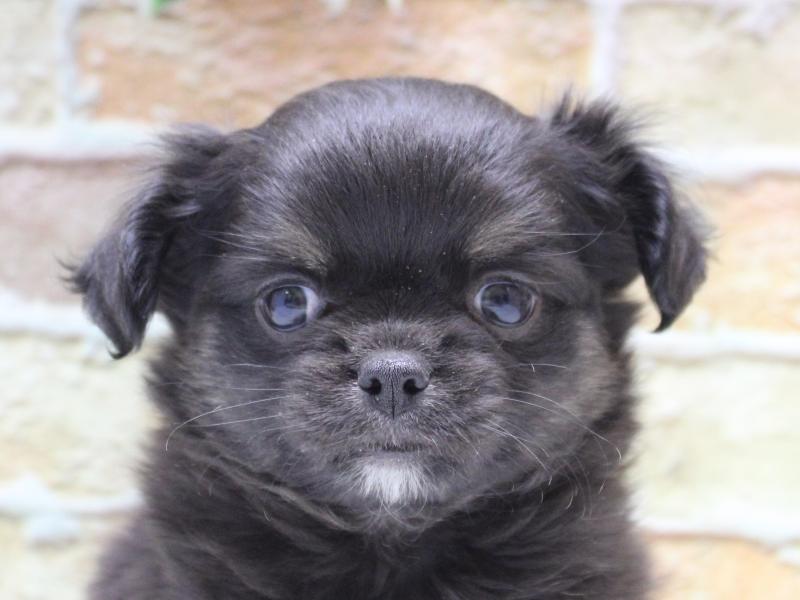 埼玉県のチワワ(ロング) (ワンラブ埼玉寄居店/2025年11月11日生まれ/男の子/ブラックタン)の子犬の1枚目の画像