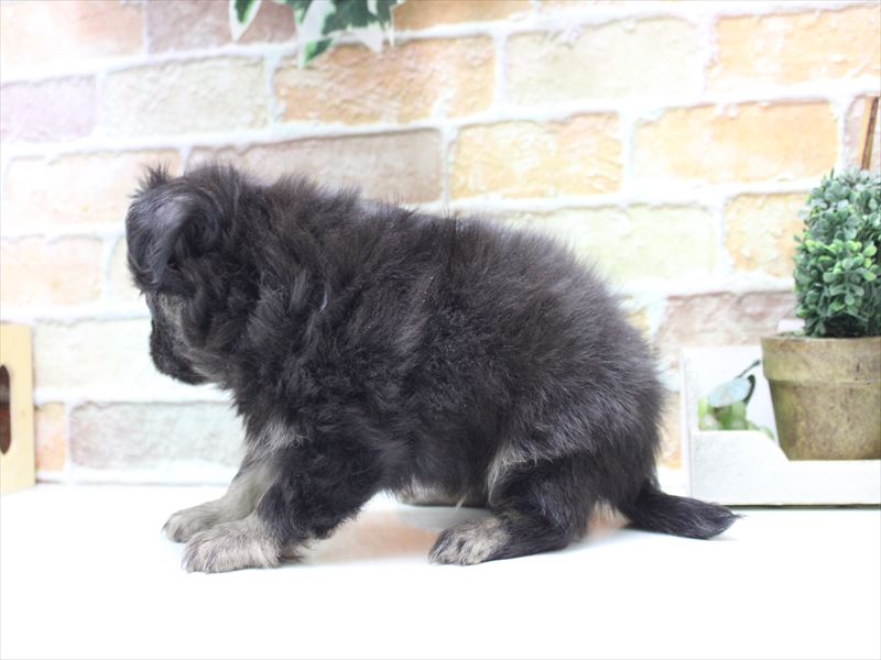 埼玉県のチワワ(ロング) (ワンラブ埼玉寄居店/2025年11月11日生まれ/男の子/ブラックタン)の子犬の3枚目の画像