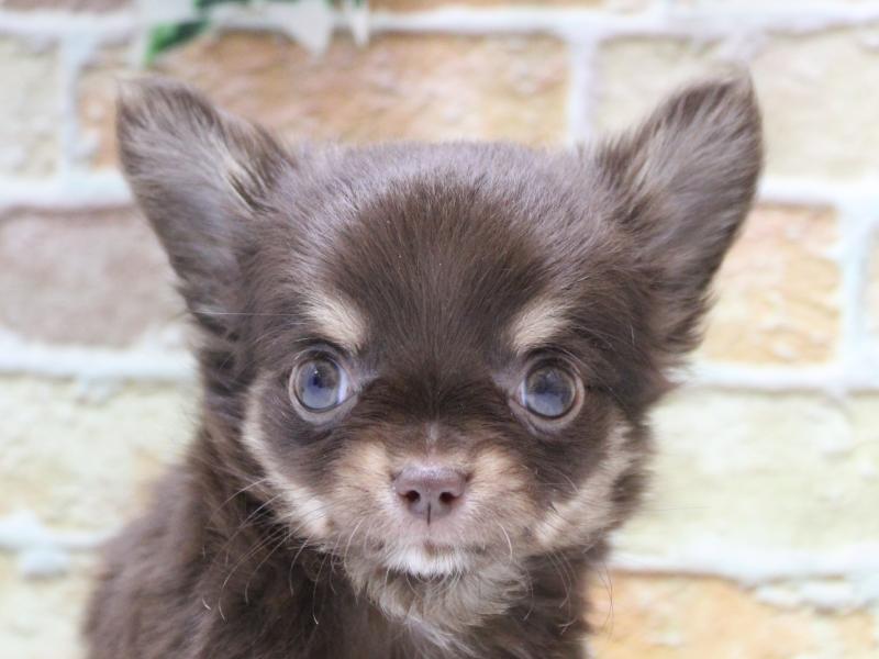 東京都のチワワ(ロング) (ワンラブカインズ町田多摩境店/2025年11月6日生まれ/男の子/チョコレートクリームホワイト)の子犬