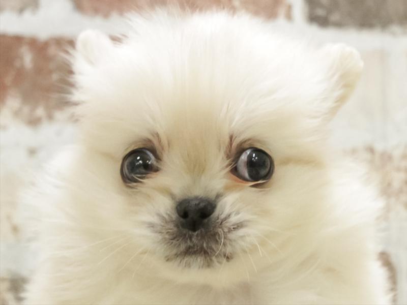 愛知県のペキポメ/ポメペキ(ペキニーズ×ポメラニアン) (ワンラブららぽーと安城店/2025年11月10日生まれ/男の子/クリーム)の子犬の1枚目の画像