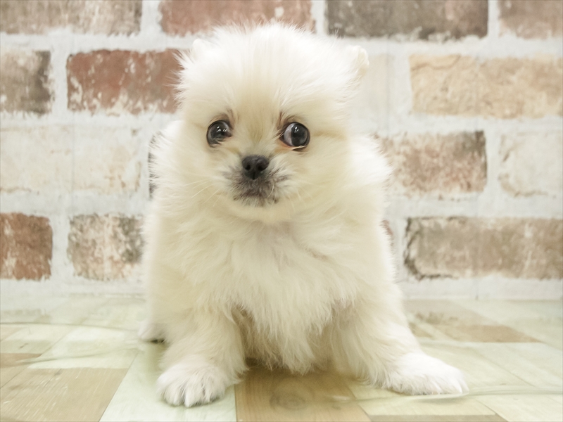 愛知県のペキポメ/ポメペキ(ペキニーズ×ポメラニアン) (ワンラブららぽーと安城店/2025年11月10日生まれ/男の子/クリーム)の子犬の3枚目の画像