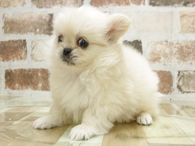 愛知県のペキポメ/ポメペキ(ペキニーズ×ポメラニアン) (ワンラブららぽーと安城店/2025年11月10日生まれ/男の子/クリーム)の子犬の2枚目の画像