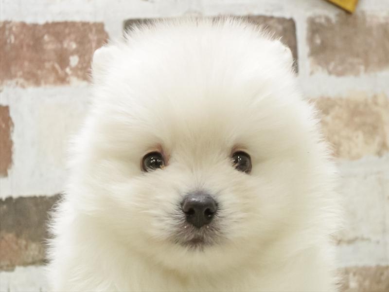 香川県のポメラニアン (ワンラブイオンタウン宇多津店/2025年11月11日生まれ/男の子/ホワイト)の子犬の1枚目の画像