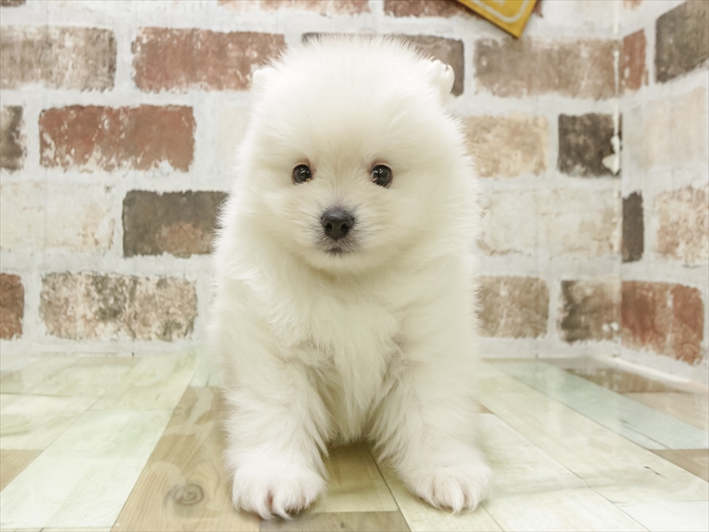 香川県のポメラニアン (ワンラブイオンタウン宇多津店/2025年11月11日生まれ/男の子/ホワイト)の子犬の3枚目の画像