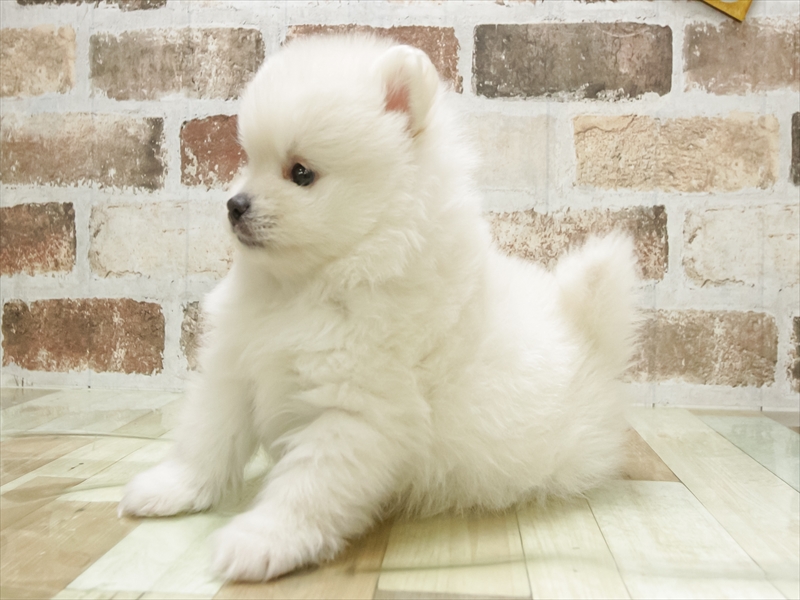 香川県のポメラニアン (ワンラブイオンタウン宇多津店/2025年11月11日生まれ/男の子/ホワイト)の子犬の2枚目の画像