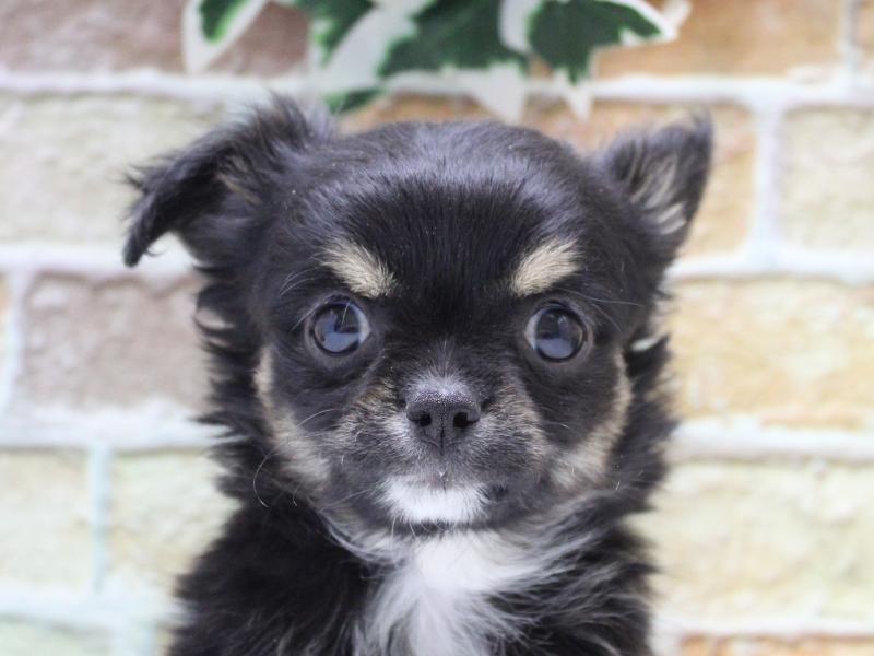 埼玉県のチワワ(ロング) (ワンラブカインズ朝霞店/2025年11月8日生まれ/男の子/ブラックタンホワイト)の子犬の1枚目の画像