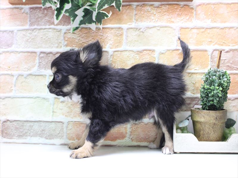 埼玉県のチワワ(ロング) (ワンラブカインズ朝霞店/2025年11月8日生まれ/男の子/ブラックタンホワイト)の子犬の3枚目の画像