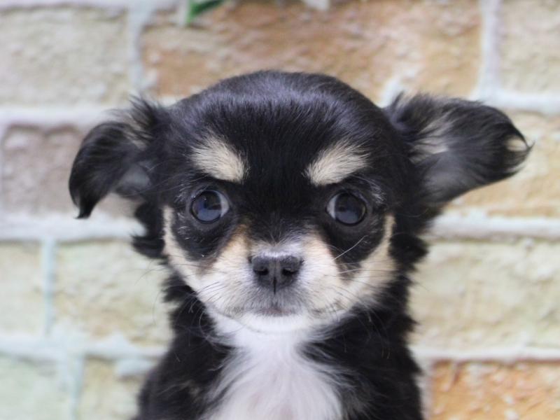 埼玉県のチワワ(ロング) (ワンラブ埼玉寄居店/2025年11月8日生まれ/女の子/ブラックタンホワイト)の子犬の1枚目の画像