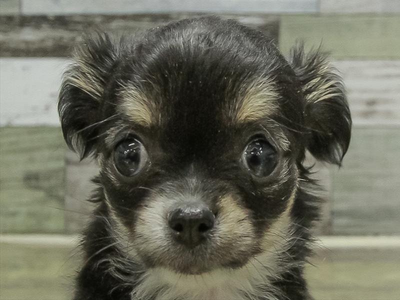 福岡県のチワワ(ロング) (ワンラブ福岡総本店/2025年11月8日生まれ/女の子/ブラックタンホワイト)の子犬の1枚目の画像