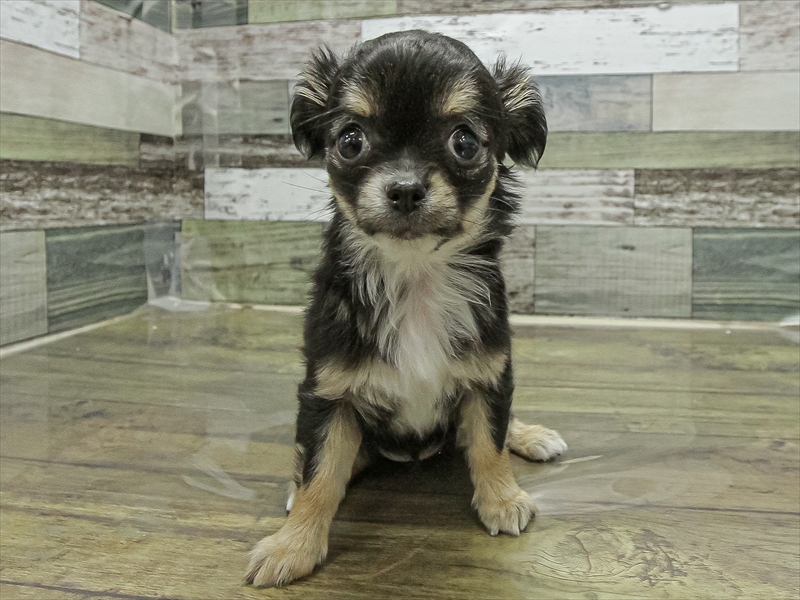 福岡県のチワワ(ロング) (ワンラブ福岡総本店/2025年11月8日生まれ/女の子/ブラックタンホワイト)の子犬の3枚目の画像