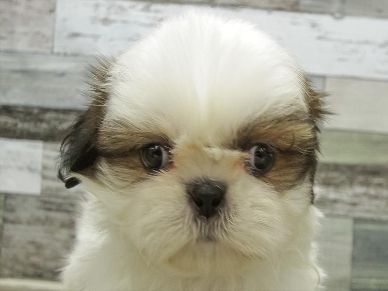 愛知県のチワズー/チワシーズ(チワワ×シーズー) (ワンラブ名古屋守山インター総本店/2025年11月11日生まれ/男の子/ゴールドホワイト)の子犬の1枚目の画像