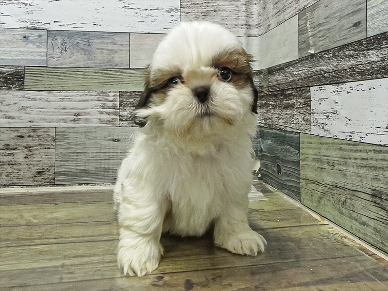 愛知県のチワズー/チワシーズ(チワワ×シーズー) (ワンラブ名古屋守山インター総本店/2025年11月11日生まれ/男の子/ゴールドホワイト)の子犬の3枚目の画像