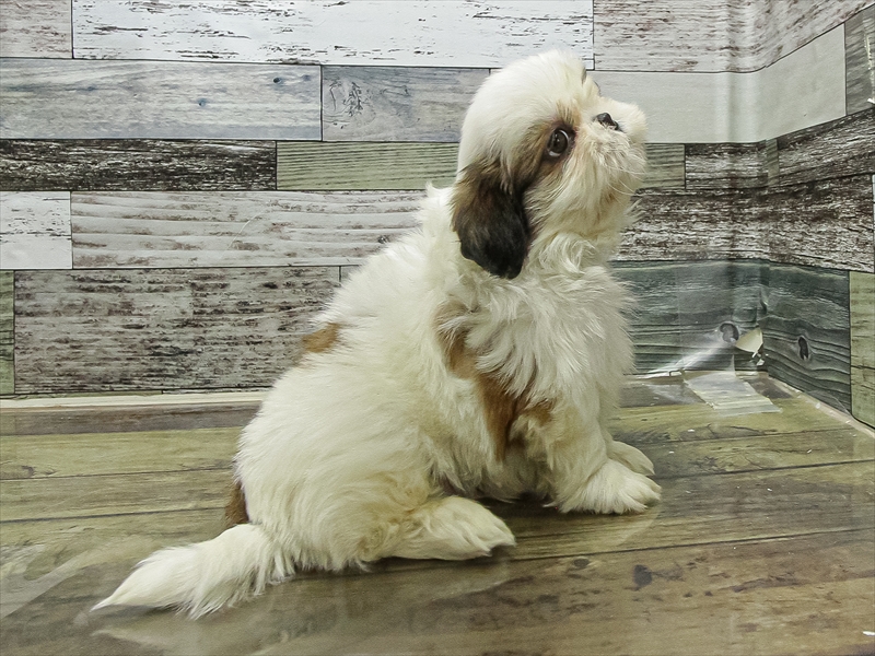 愛知県のチワズー/チワシーズ(チワワ×シーズー) (ワンラブ名古屋守山インター総本店/2025年11月11日生まれ/男の子/ゴールドホワイト)の子犬の2枚目の画像