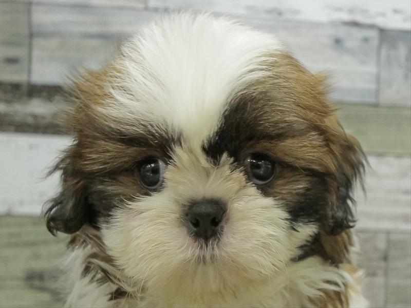 愛知県のチワズー/チワシーズ(チワワ×シーズー) (ワンラブ名古屋守山インター総本店/2025年11月11日生まれ/男の子/ゴールドホワイト)の子犬の1枚目の画像