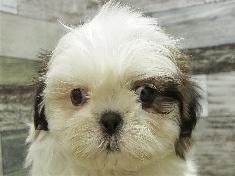 愛知県のチワズー/チワシーズ(チワワ×シーズー) (ワンラブ名古屋守山インター総本店/2025年11月11日生まれ/男の子/ゴールドホワイト)の子犬の1枚目の画像