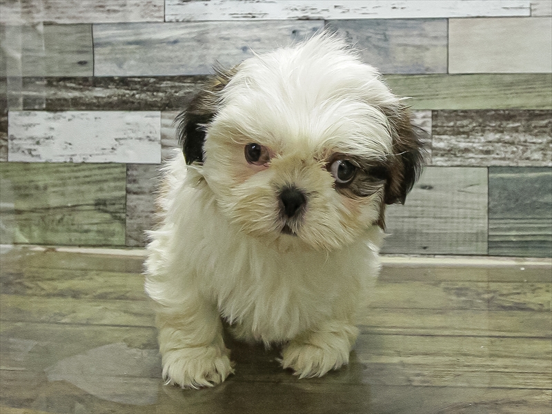 愛知県のチワズー/チワシーズ(チワワ×シーズー) (ワンラブ名古屋守山インター総本店/2025年11月11日生まれ/男の子/ゴールドホワイト)の子犬の3枚目の画像