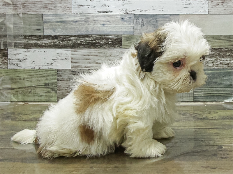 愛知県のチワズー/チワシーズ(チワワ×シーズー) (ワンラブ名古屋守山インター総本店/2025年11月11日生まれ/男の子/ゴールドホワイト)の子犬の2枚目の画像