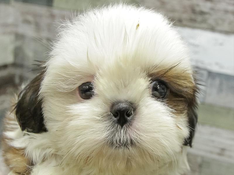 愛知県のチワズー/チワシーズ(チワワ×シーズー) (ワンラブ名古屋守山インター総本店/2025年11月11日生まれ/女の子/ゴールドホワイト)の子犬の1枚目の画像