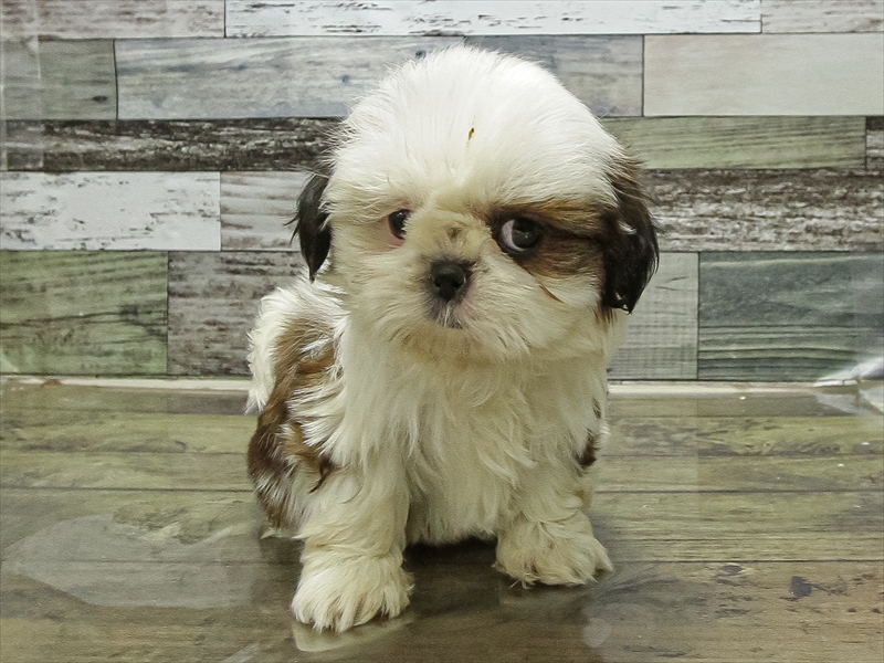 愛知県のチワズー/チワシーズ(チワワ×シーズー) (ワンラブ名古屋守山インター総本店/2025年11月11日生まれ/女の子/ゴールドホワイト)の子犬の3枚目の画像