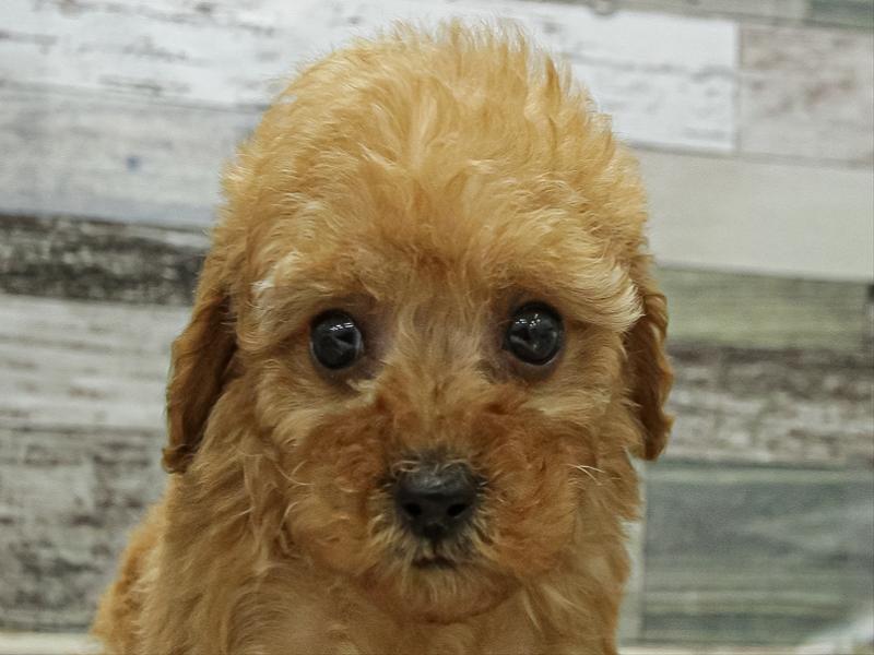 愛知県のトイプードル(タイニー) (ワンラブ名古屋守山インター総本店/2025年11月1日生まれ/男の子/レッドフォーン)の子犬の1枚目の画像