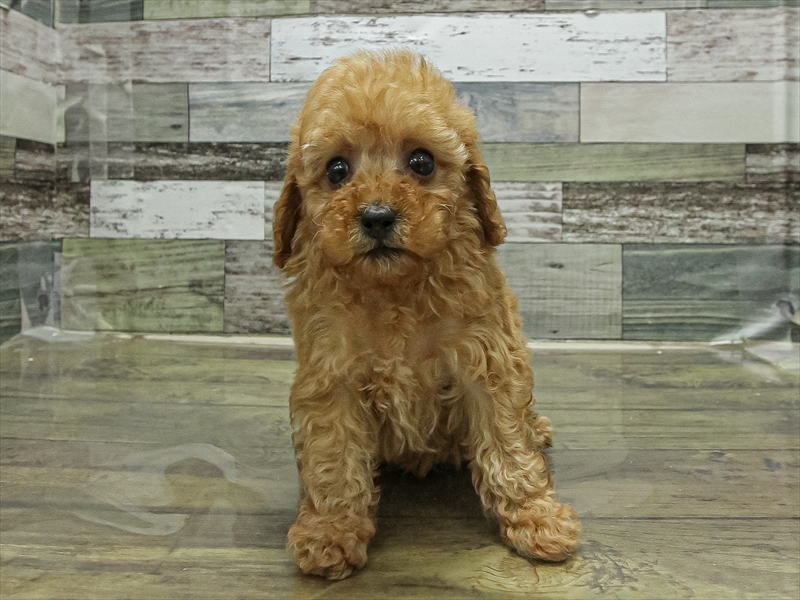 愛知県のトイプードル(タイニー) (ワンラブ名古屋守山インター総本店/2025年11月1日生まれ/男の子/レッドフォーン)の子犬の3枚目の画像