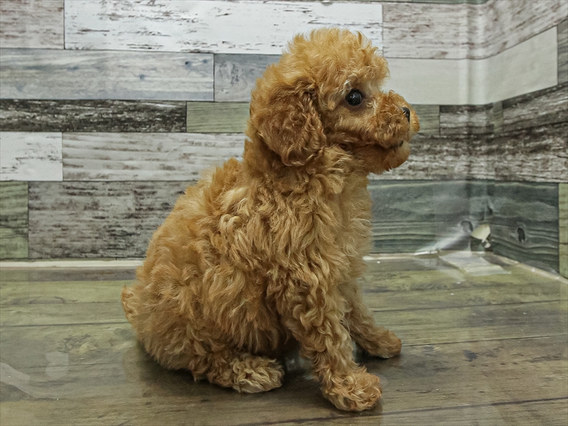 愛知県のトイプードル(タイニー) (ワンラブ名古屋守山インター総本店/2025年11月1日生まれ/男の子/レッドフォーン)の子犬の2枚目の画像