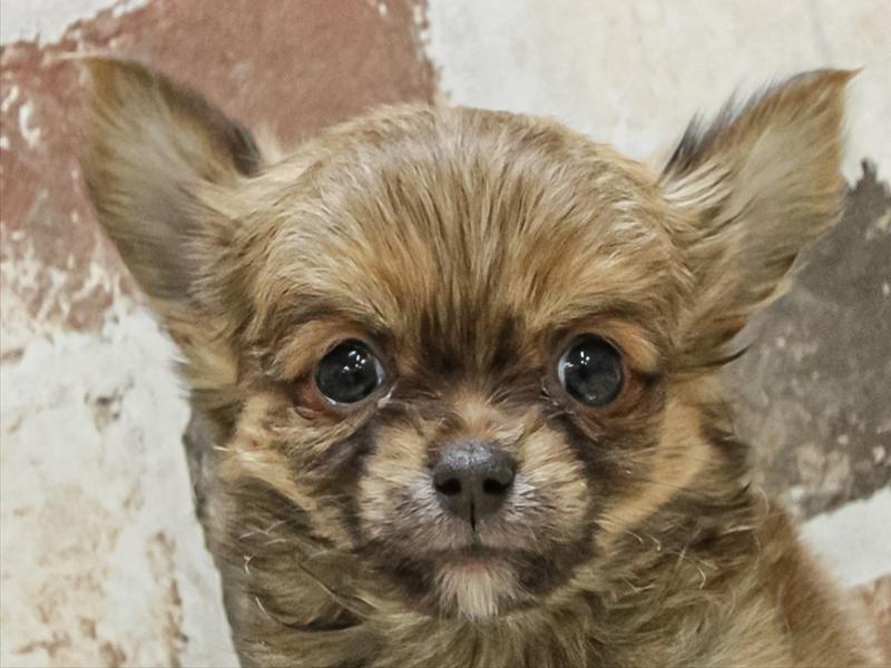 香川県のチワワ(ロング) (ワンラブイオンタウン宇多津店/2025年11月11日生まれ/男の子/セーブル)の子犬