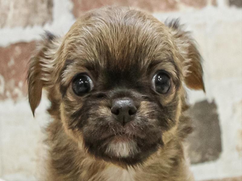 愛知県のチワワ(ロング) (ワンラブ名古屋守山インター総本店/2025年11月10日生まれ/女の子/レッド)の子犬の1枚目の画像