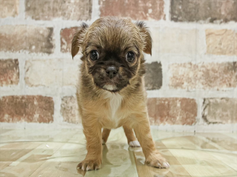 愛知県のチワワ(ロング) (ワンラブ名古屋守山インター総本店/2025年11月10日生まれ/女の子/レッド)の子犬の3枚目の画像