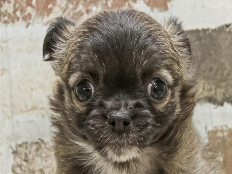 福岡県のチワワ(ロング) (ワンラブ福岡総本店/2025年11月10日生まれ/女の子/レッドホワイト)の子犬の1枚目の画像