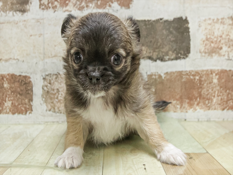 福岡県のチワワ(ロング) (ワンラブ福岡総本店/2025年11月10日生まれ/女の子/レッドホワイト)の子犬の3枚目の画像