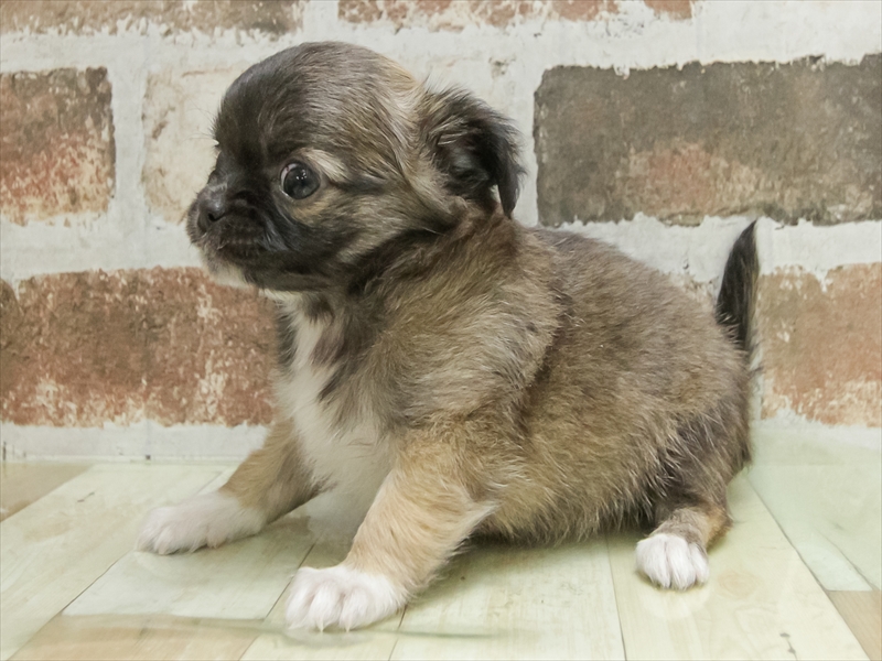 福岡県のチワワ(ロング) (ワンラブ福岡総本店/2025年11月10日生まれ/女の子/レッドホワイト)の子犬の2枚目の画像