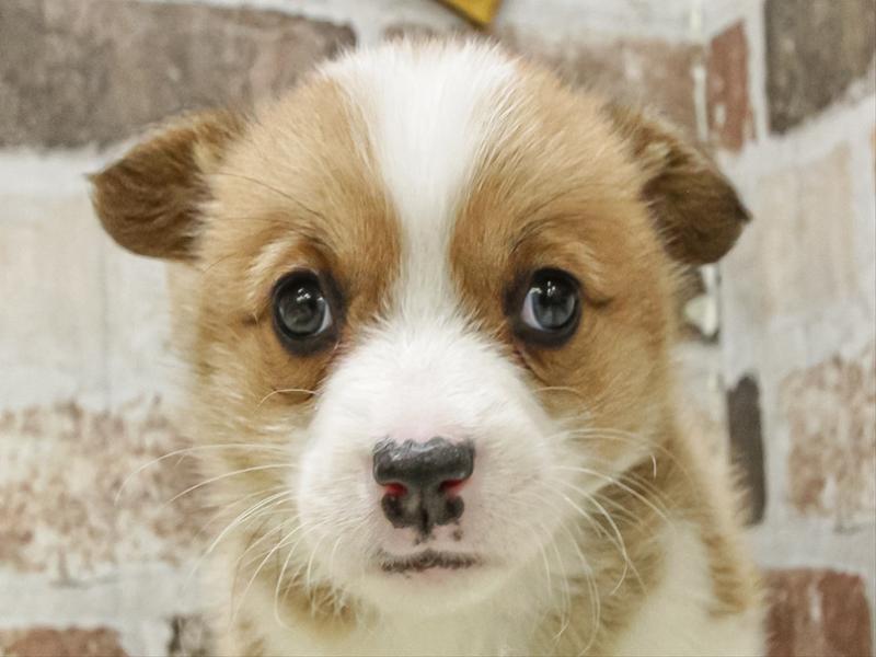 愛知県のウェルシュコーギーペンブローク (ワンラブ名古屋守山インター総本店/2025年11月11日生まれ/男の子/セーブルホワイト)の子犬の1枚目の画像