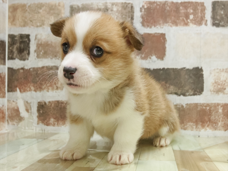 愛知県のウェルシュコーギーペンブローク (ワンラブ名古屋守山インター総本店/2025年11月11日生まれ/男の子/セーブルホワイト)の子犬の2枚目の画像