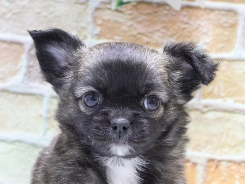 埼玉県のチワワ(ロング) (ワンラブ埼玉寄居店/2025年11月10日生まれ/男の子/セーブル)の子犬の1枚目の画像