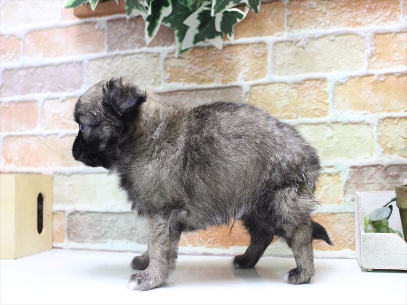 埼玉県のチワワ(ロング) (ワンラブ埼玉寄居店/2025年11月10日生まれ/男の子/セーブル)の子犬の3枚目の画像