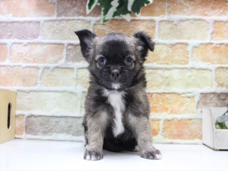 埼玉県のチワワ(ロング) (ワンラブ埼玉寄居店/2025年11月10日生まれ/男の子/セーブル)の子犬の2枚目の画像