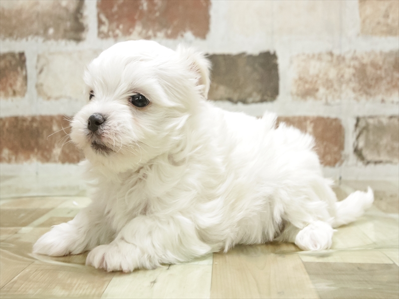 香川県のマルチーズ (ワンラブイオンタウン宇多津店/2025年11月11日生まれ/男の子/ホワイト)の子犬の2枚目の画像