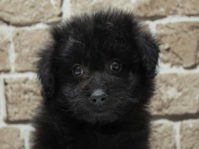 福岡県のチワプー/プーチー(チワワ×プードル) (ワンラブ福岡総本店/2025年11月11日生まれ/女の子/ブラック)の子犬の1枚目の画像