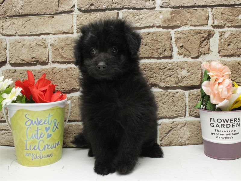 福岡県のチワプー/プーチー(チワワ×プードル) (ワンラブ福岡総本店/2025年11月11日生まれ/女の子/ブラック)の子犬の3枚目の画像