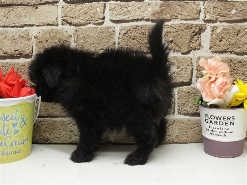 福岡県のチワプー/プーチー(チワワ×プードル) (ワンラブ福岡総本店/2025年11月11日生まれ/女の子/ブラック)の子犬の2枚目の画像