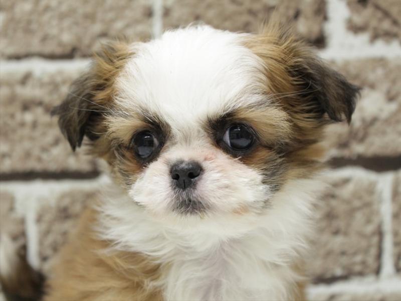 福岡県のチワズー/チワシーズ(チワワ×シーズー) (ワンラブゆめタウン博多店/2025年11月10日生まれ/女の子/ゴールドホワイト)の子犬の1枚目の画像