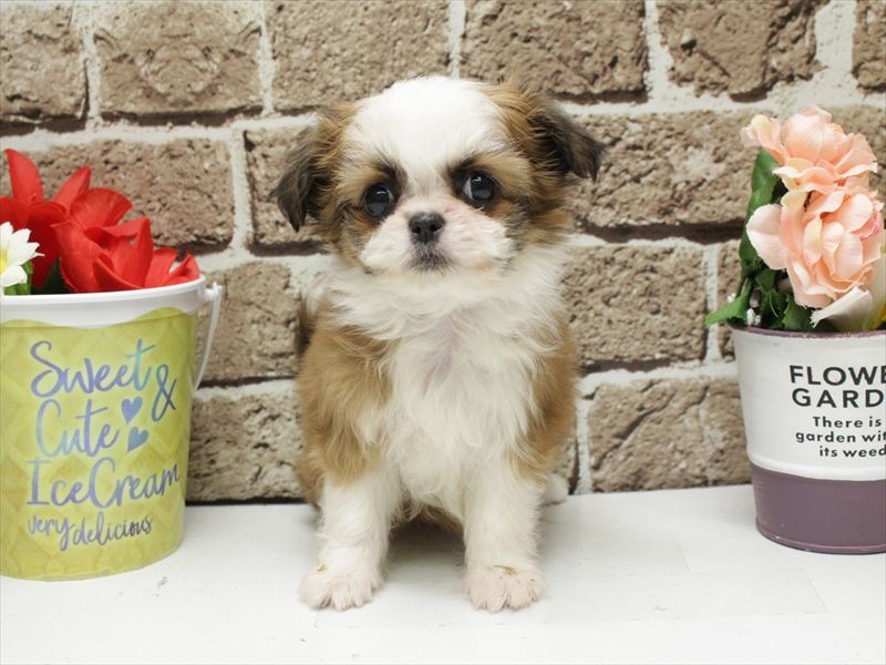 福岡県のチワズー/チワシーズ(チワワ×シーズー) (ワンラブゆめタウン博多店/2025年11月10日生まれ/女の子/ゴールドホワイト)の子犬の3枚目の画像