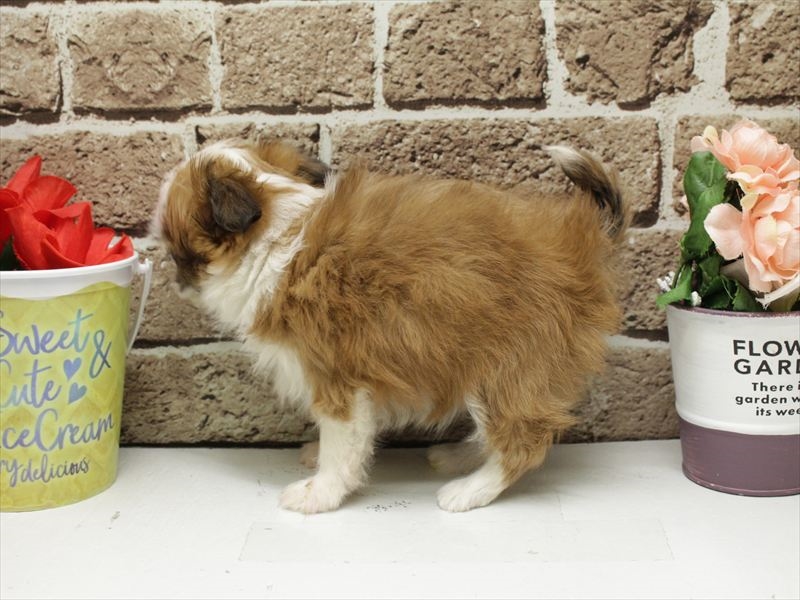 福岡県のチワズー/チワシーズ(チワワ×シーズー) (ワンラブゆめタウン博多店/2025年11月10日生まれ/女の子/ゴールドホワイト)の子犬の2枚目の画像