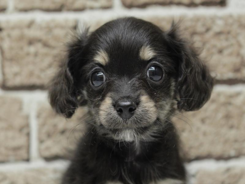 福岡県のチワックス(チワワ×ダックス) (ワンラブ福岡総本店/2025年11月11日生まれ/女の子/ブラックタン)の子犬の1枚目の画像