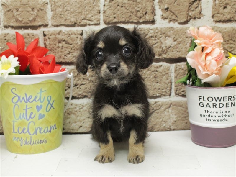 福岡県のチワックス(チワワ×ダックス) (ワンラブ福岡総本店/2025年11月11日生まれ/女の子/ブラックタン)の子犬の3枚目の画像